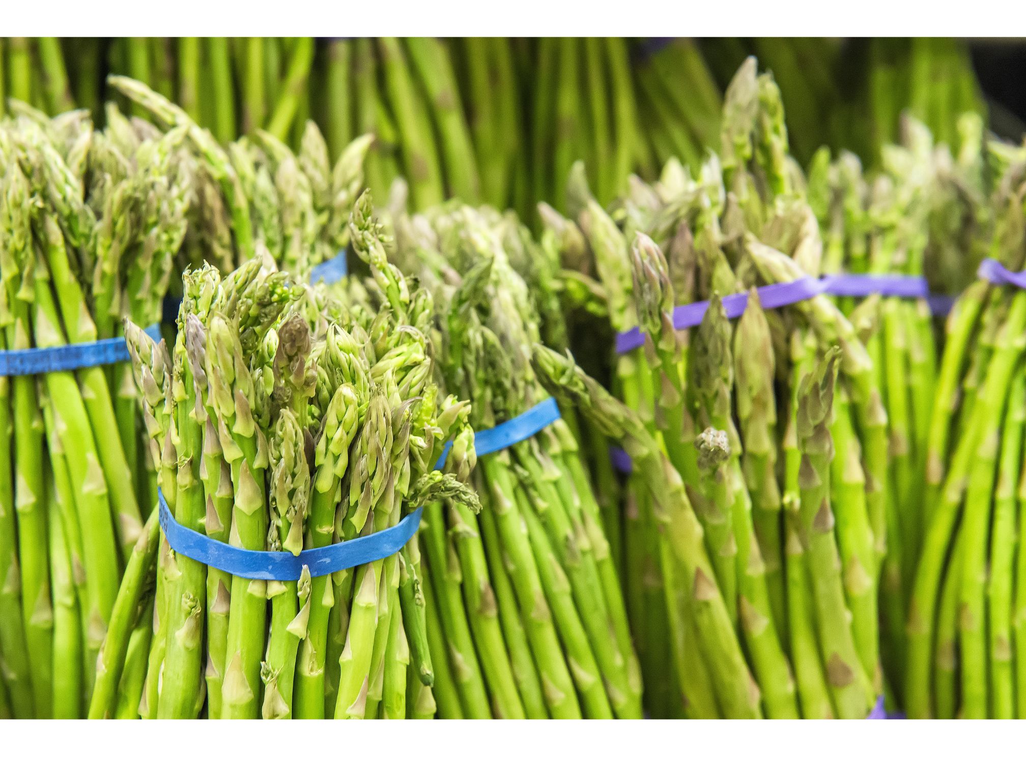 Fresh asparagus bundles secured with blue rubber bands, illustrating KL Rubber’s B2B produce packaging solutions.