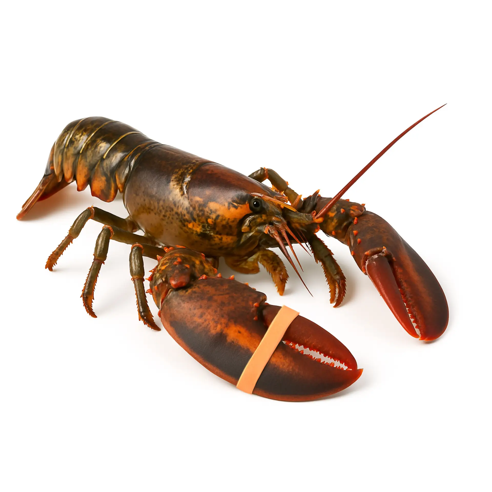 Live lobster with claw secured by a strong rubber band, showing KL Rubber’s B2B supply of seafood-safe lobster and crab bands.