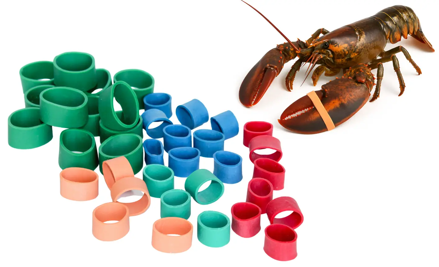 Lobster and crab rubber bands for securing claws during seafood processing, storage, and transport.